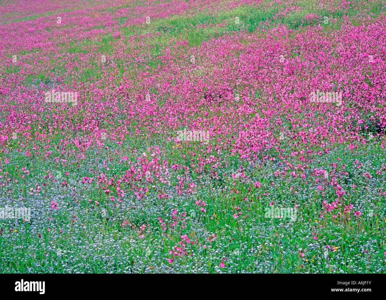 Red Campion (Silene dioica) and Wood Forget me not (Myosotis sylvatica) on a flowering meadow Stock Photo