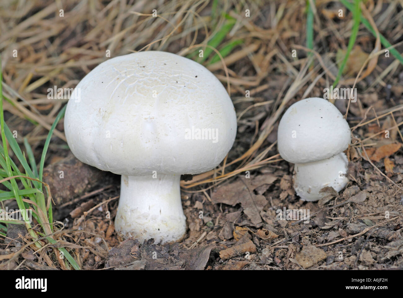 Field Mushroom, Meadow Mushroom (Agaricus campester, Agaricus campestris) two young mushrooms Stock Photo