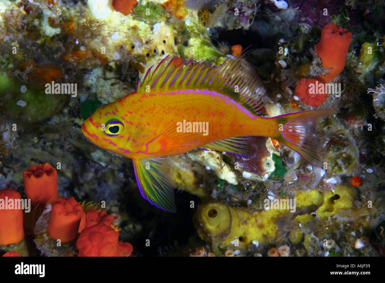 Mr Fleetham the first photographers to capture this deepwater anthias endemic Holanthias fuscipinnis on film Hawaii  Stock Photo
