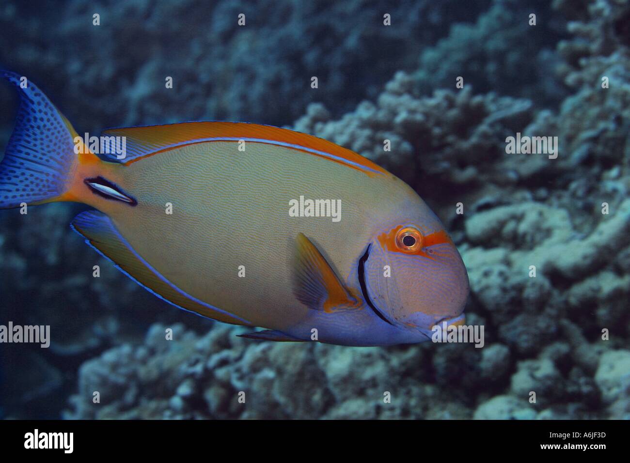 The eye stripe surgeonfish Acanthurus dussumieri possesses a sharp spine at the base of it s tail Hawaii  Stock Photo