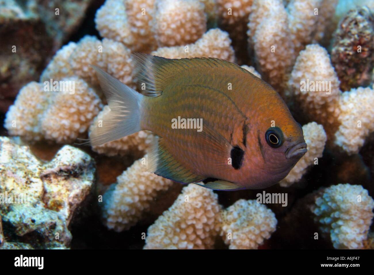 The agile chromis Chromis agilis is a common plankton feeder seen above Hawaii s reef  Stock Photo