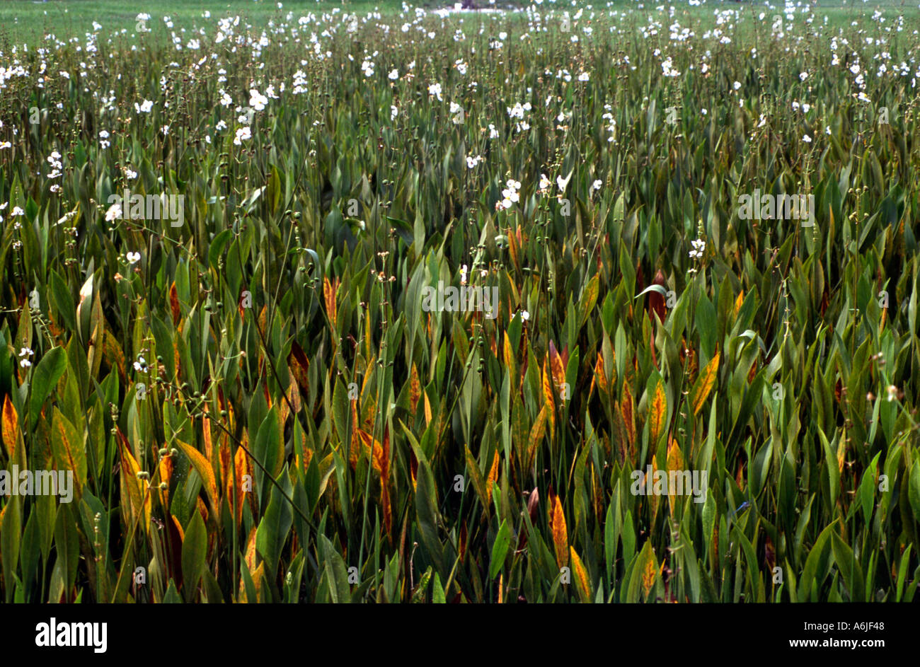 Small pond in Western Florida full of pickerel weeds, duck potatos and