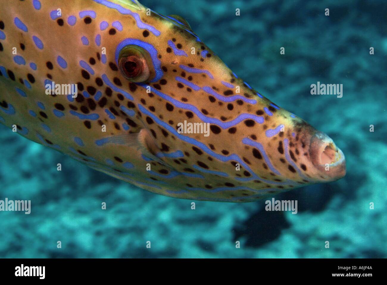 Scrolled filefish Aluterus scriptus can exceed three feet in length and are found in all warm seas Hawaii  Stock Photo