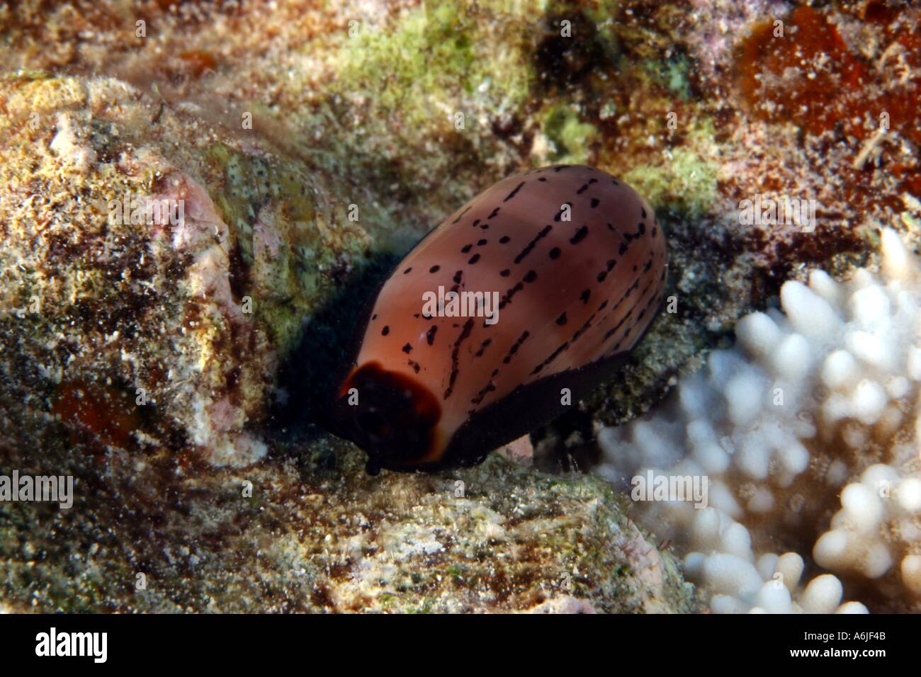 Isabella cowry hi-res stock photography and images - Alamy