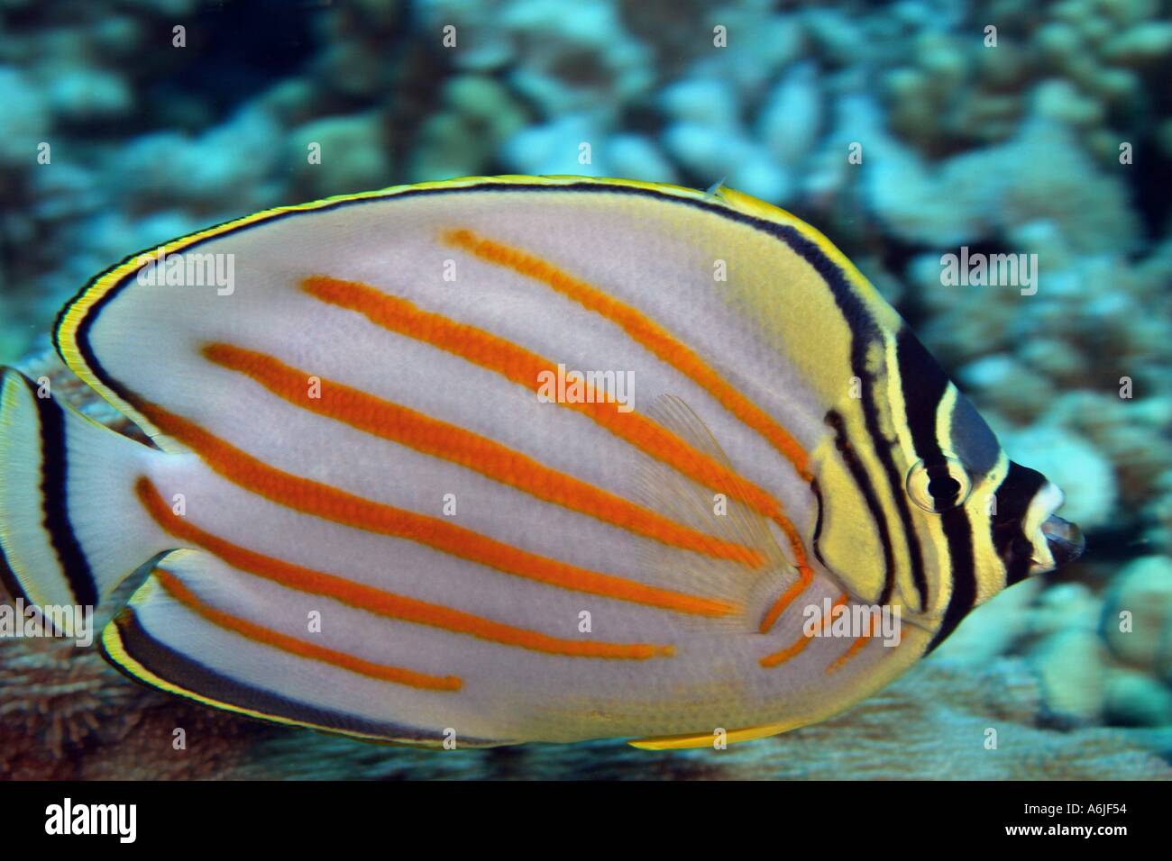 The Beautiful Ornate Butterflyfish Chaetodon Ornatissimus Feeds the-beautiful-ornate-butterflyfish-chaetodon-ornatissimus-feeds