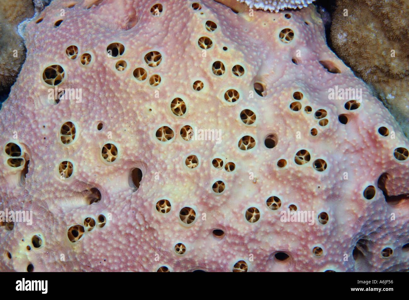 The Hawaiian Lissodendoryx sponge Lissodendoryx hawaiiana is found in the open on Hawaii s reefs  Stock Photo