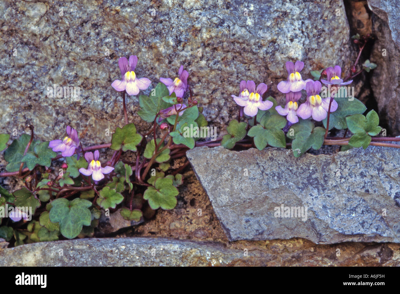 Ivy leaved Toadflax (Cymbalaria muralis, Linaria cymbalaria) flowering in a rock crevice Stock Photo