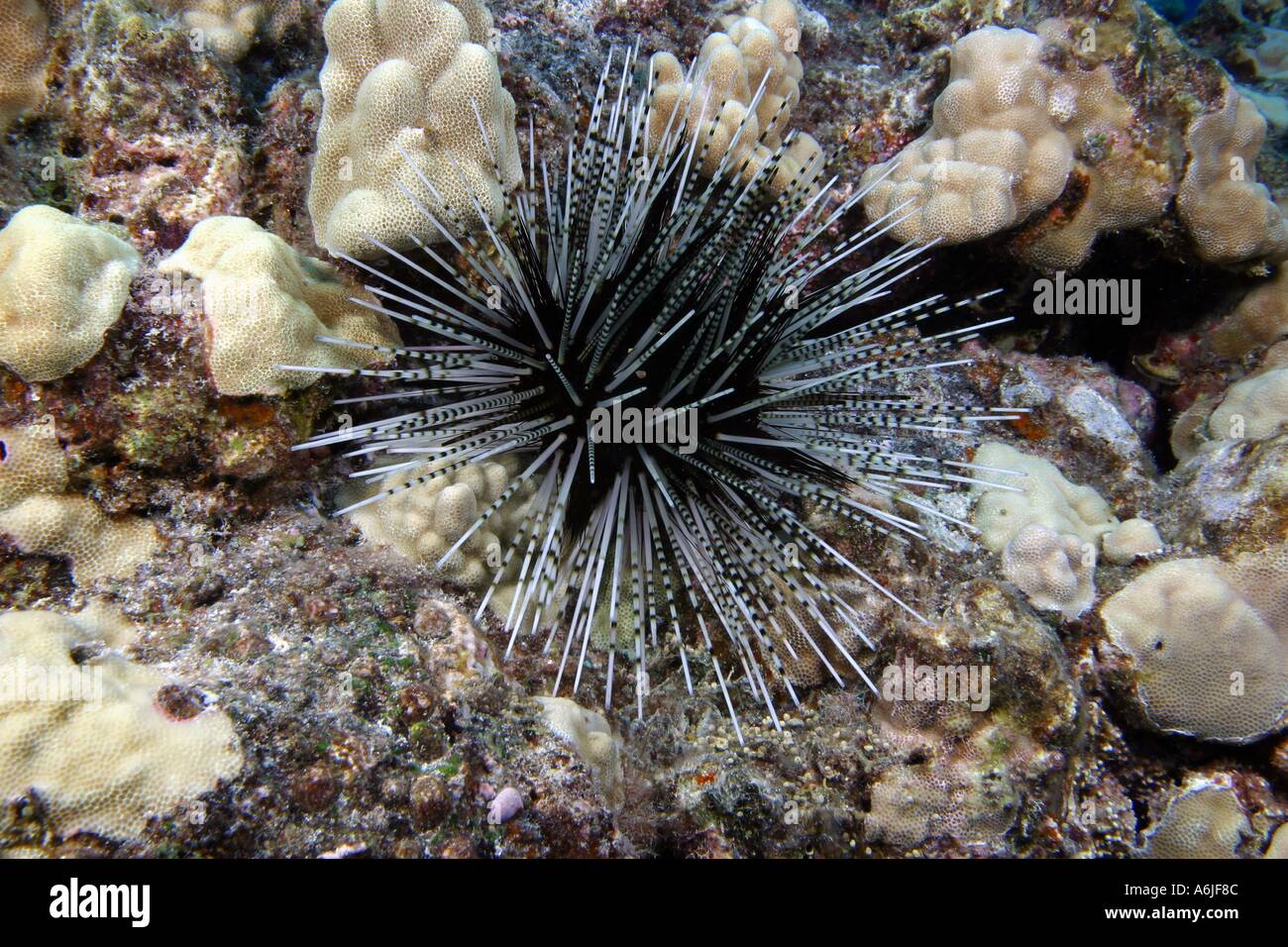 BLACK AND WHITE SEA UCHIN  Echinothrix calamaris  HAWAII. Stock Photo