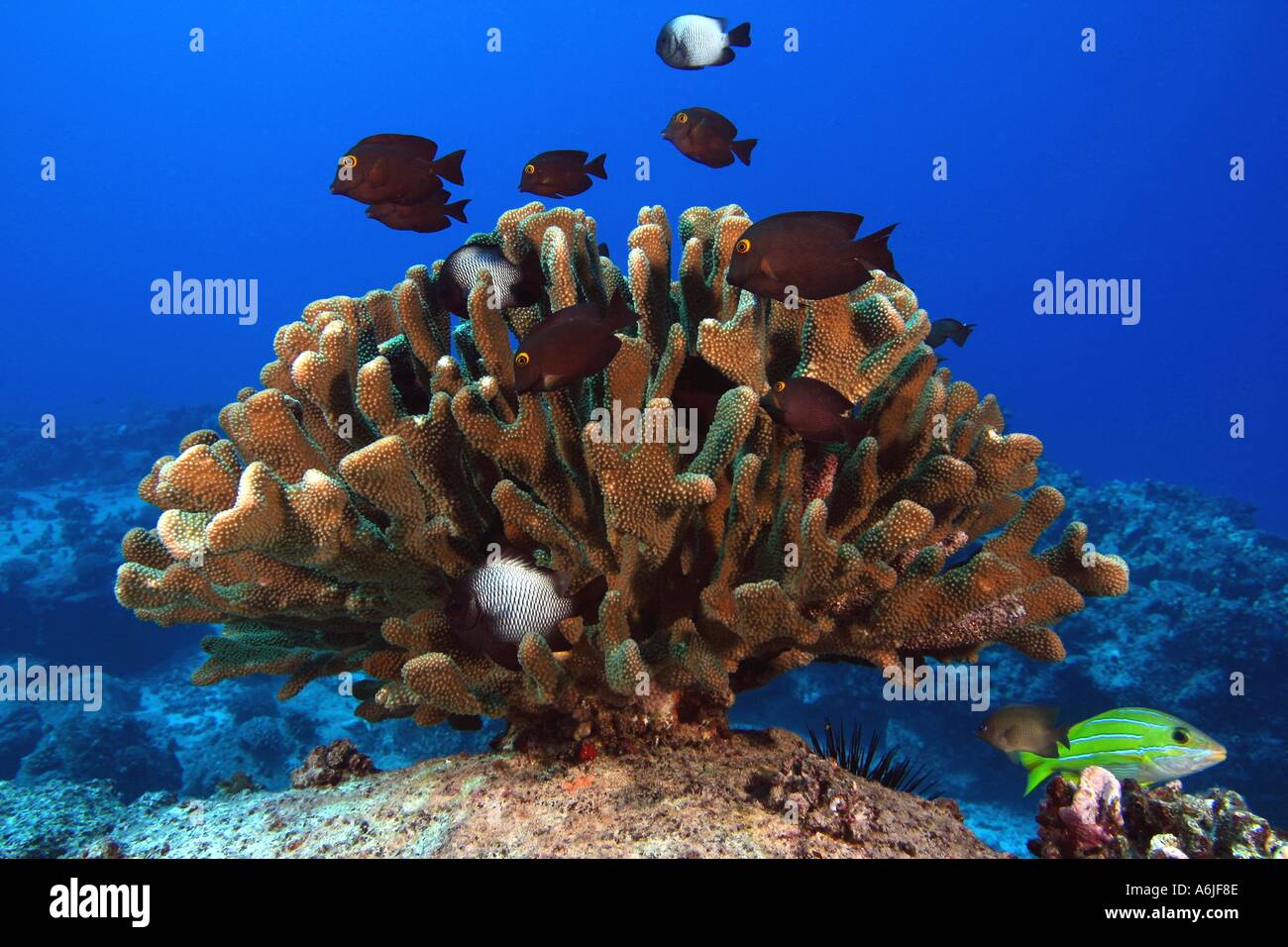 REEF SCENE WITH ANTLER CORAL.  HAWAII. Stock Photo