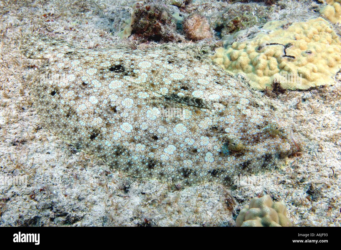 PEACOCK FLOUNDER Bothus mancus HAWAII Stock Photo Alamy