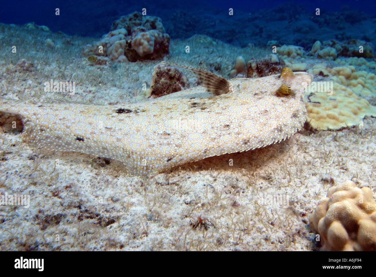 Mancus hires stock photography and images Alamy