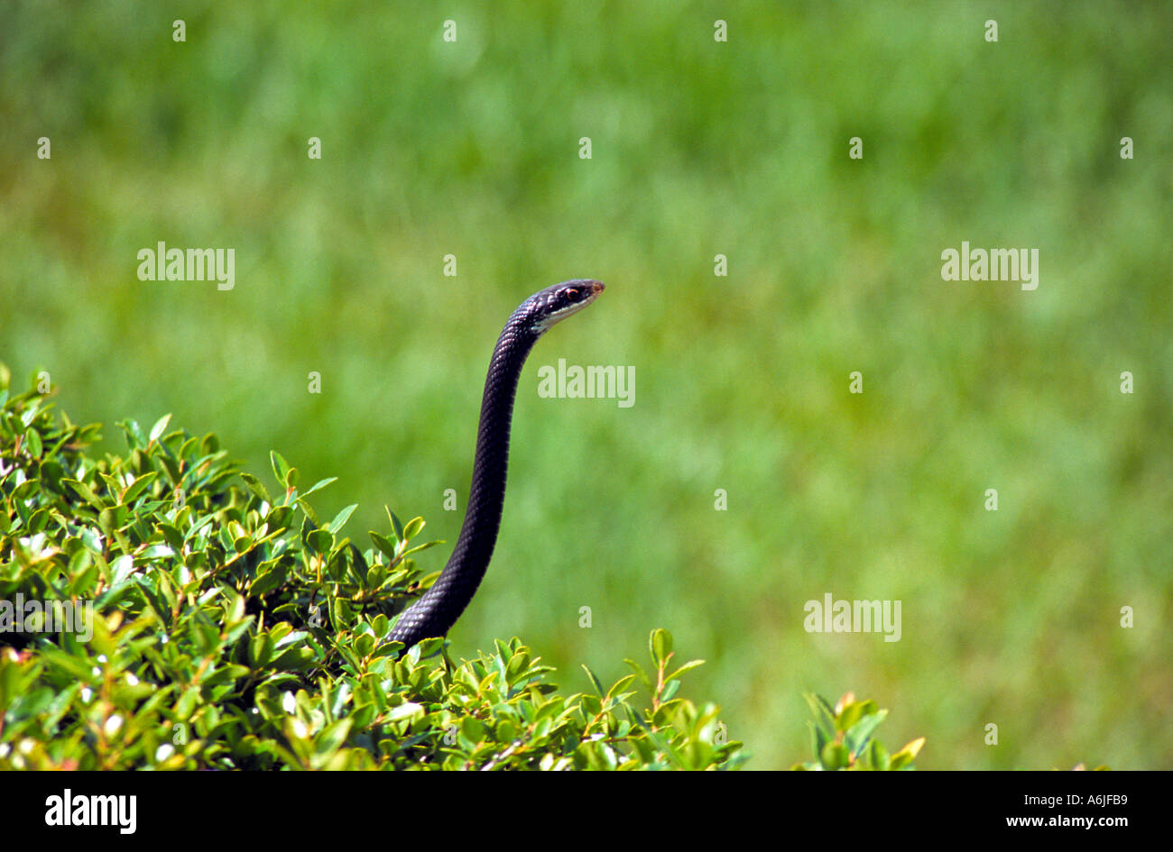 Florida black racer snake - Coluber constrictor priapus - peeking above a hedge in the sun Stock Photo