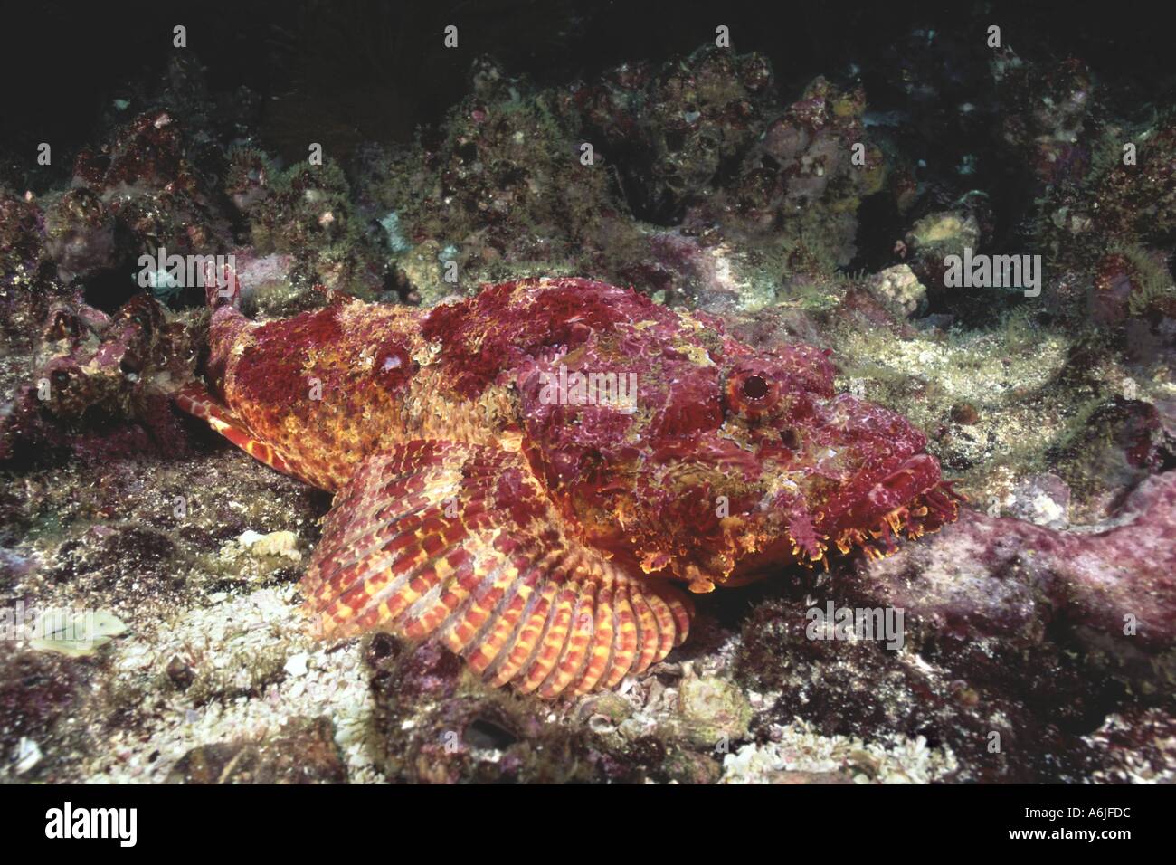 STONE SCORPIONFISH Scorpaena Mystes GALAPAGOS ISLANDS Stock Photo - Alamy