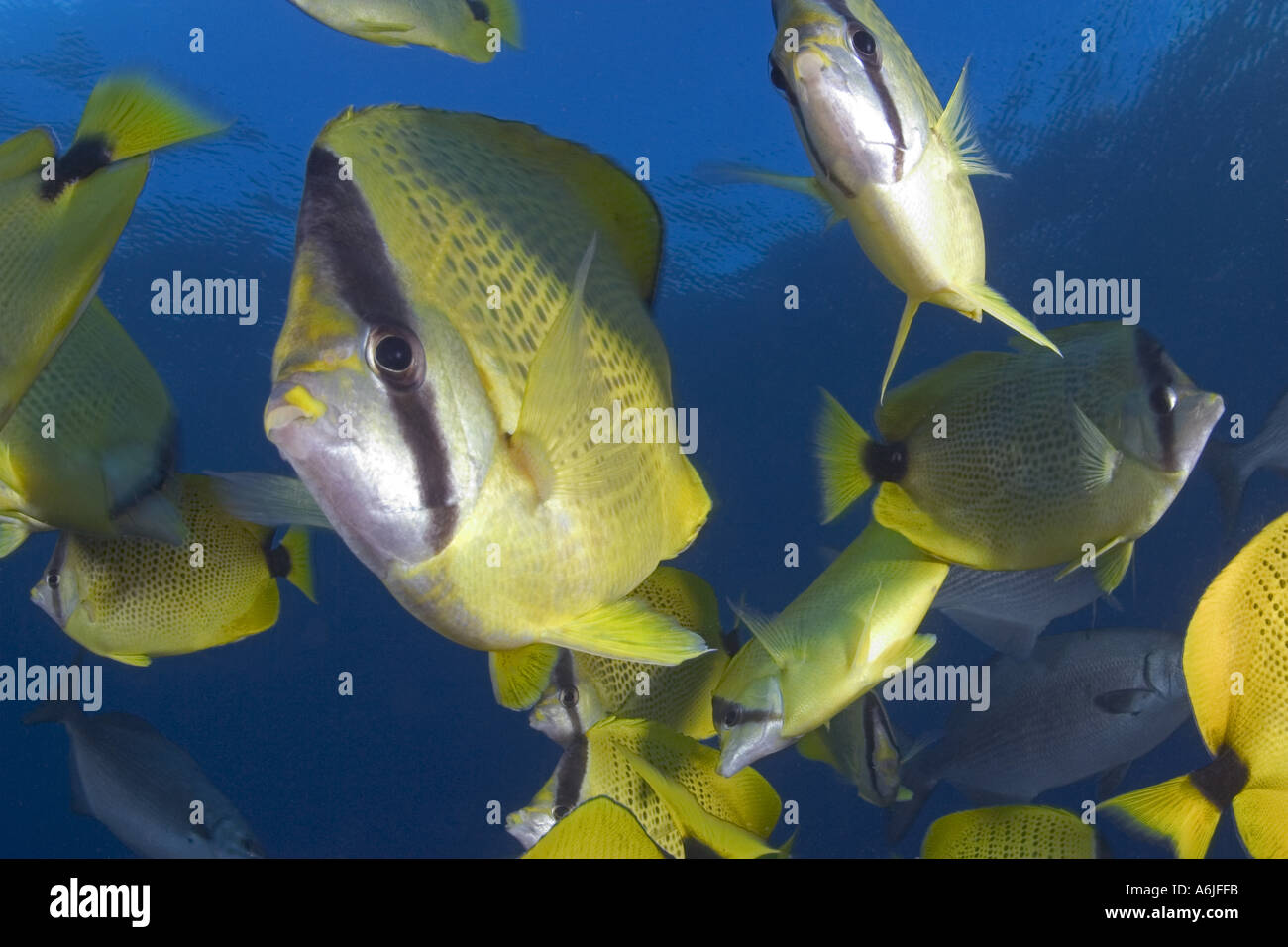The Milletseed butterflyfish Chaetodon miliaris is endemic and one of