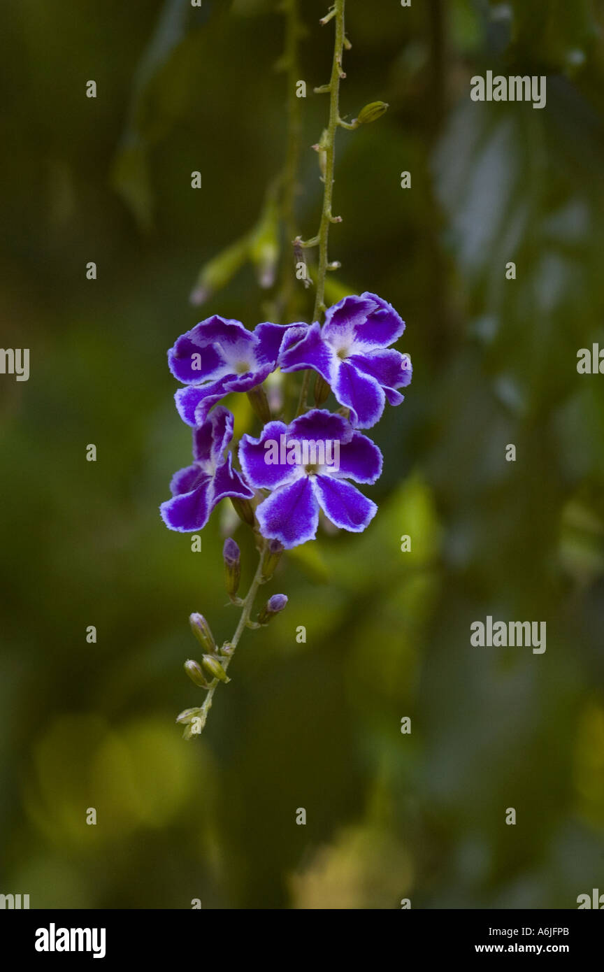 Blue and White hanging flowers Stock Photo - Alamy