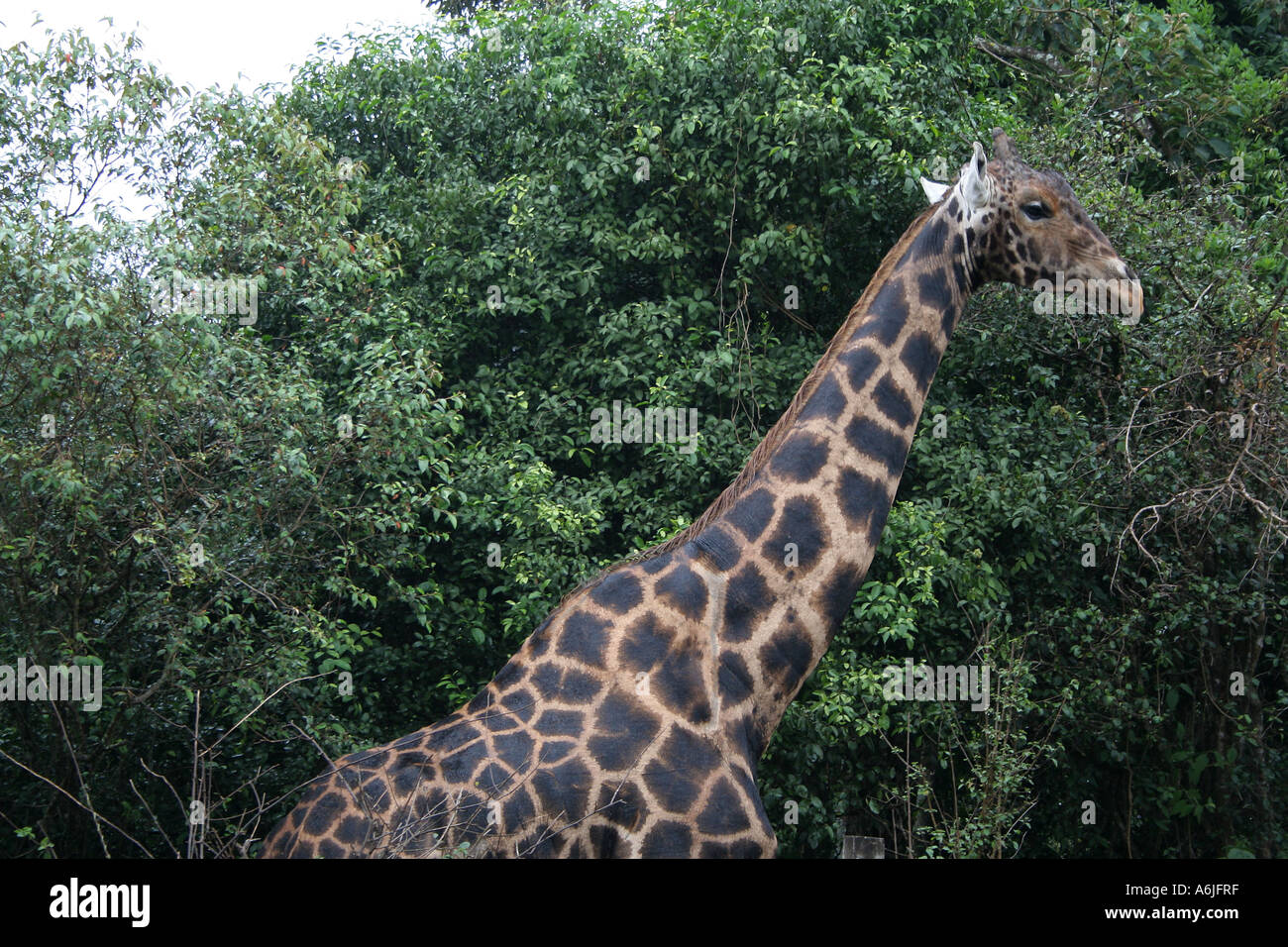 Old Giraffe, dark spots, Nairobi Giraffe Center visitor feeding a