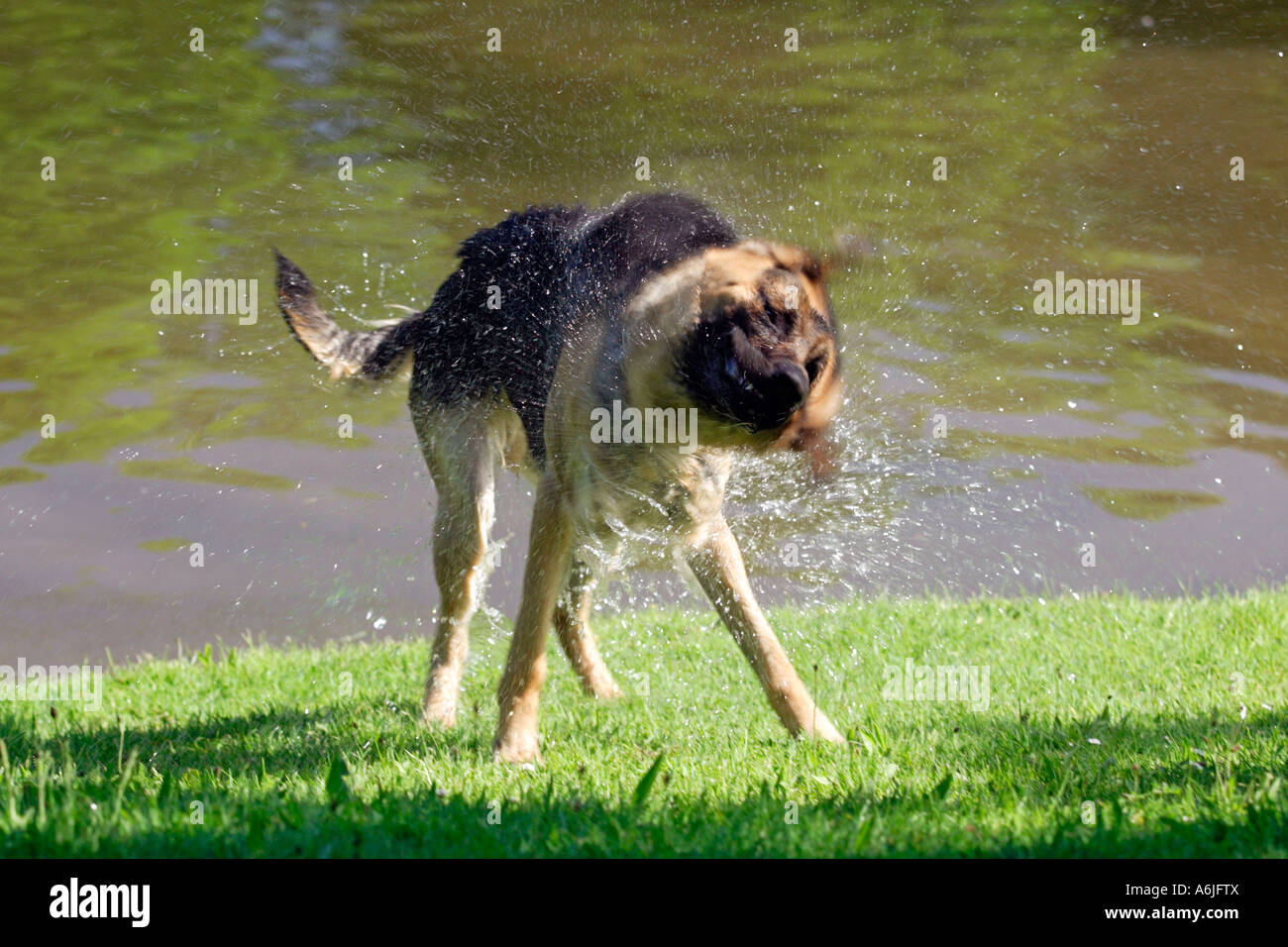 A German shepherd dog shaking water from itself Stock Photo