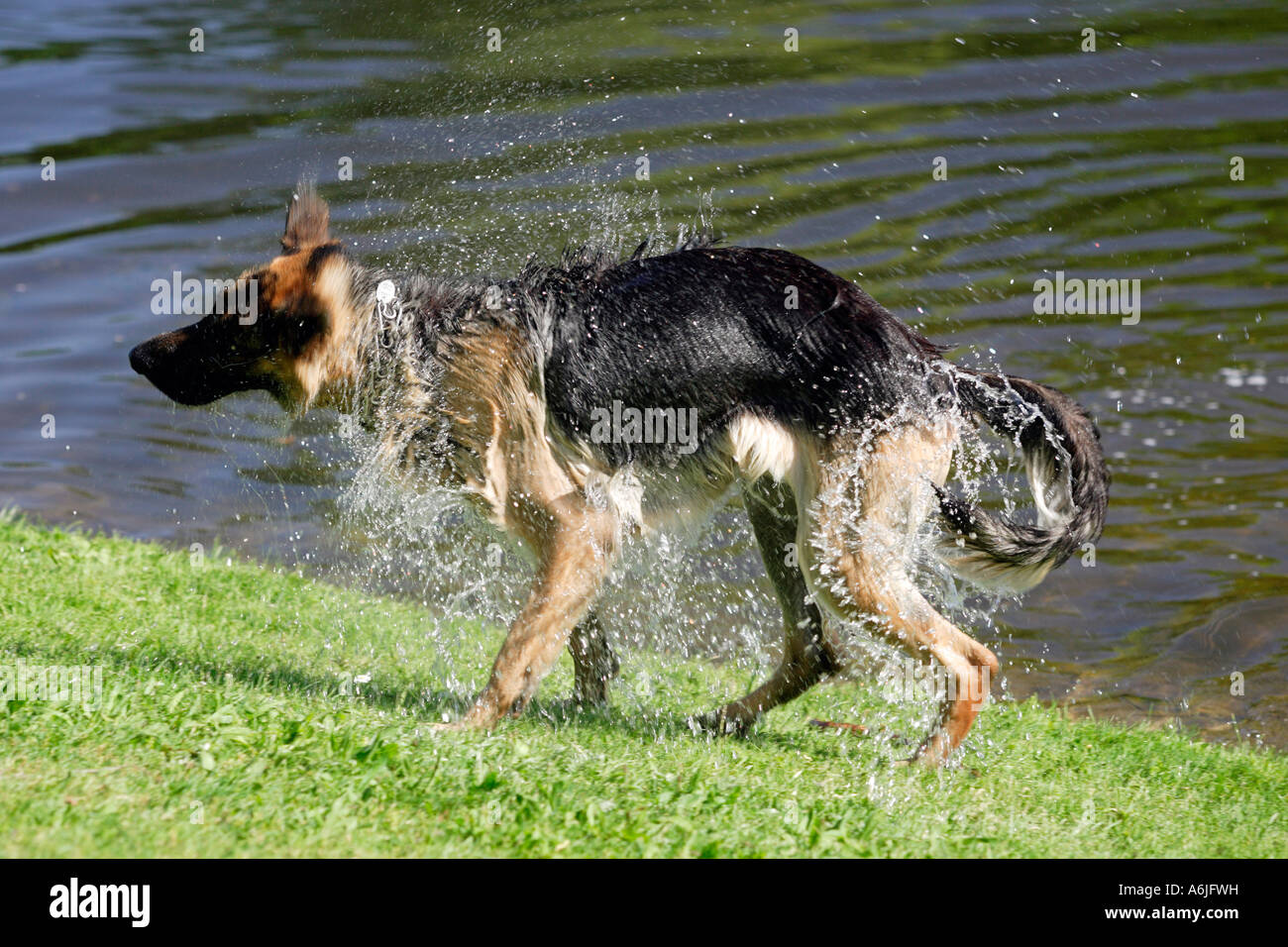A German shepherd dog shaking water from itself Stock Photo