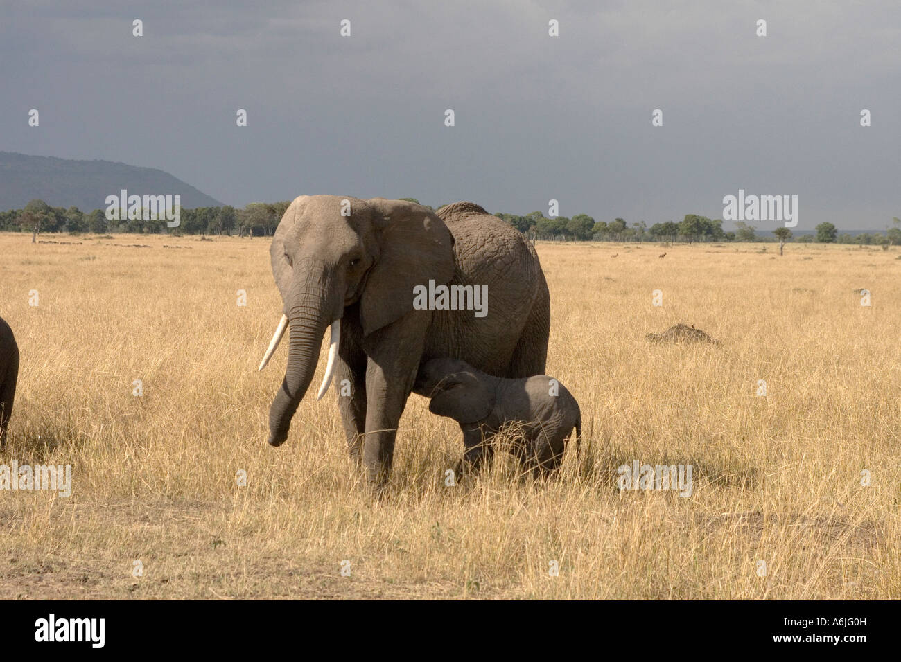 Elephant calf feeding masai mara Stock Photo - Alamy