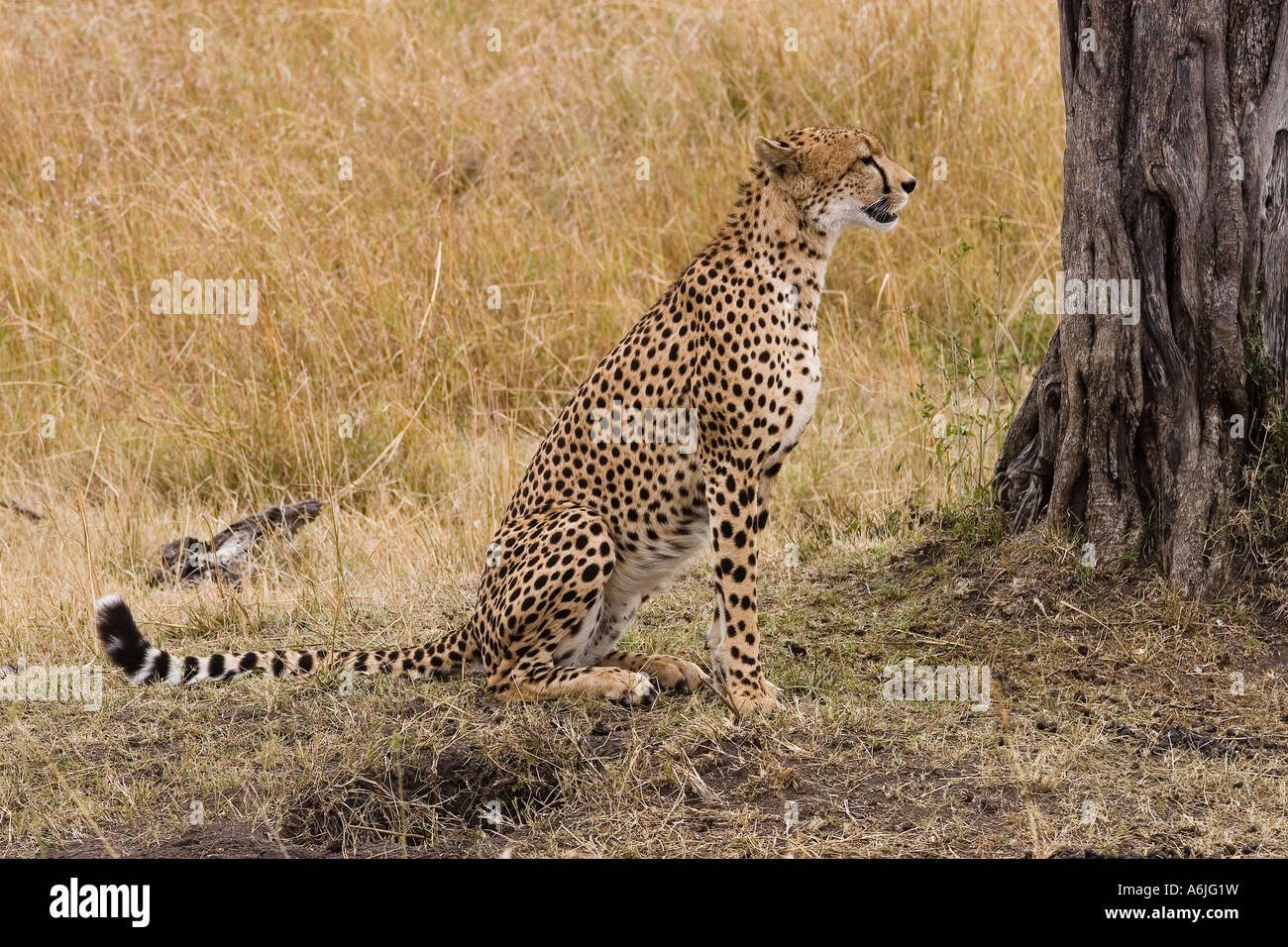 Cheetah masai mara Stock Photo