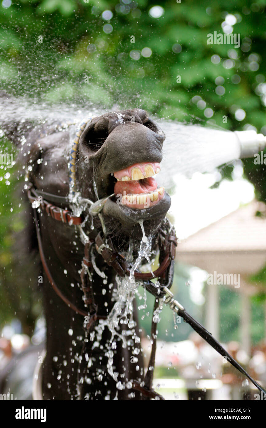 Horse taking a shower Stock Photo Alamy