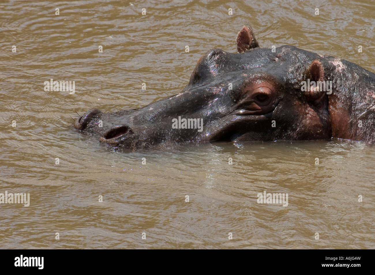 Hippo Partially Submerged Hi res Stock Photography And Images Alamy hippo-partially-submerged-hi-res-stock-photography-and-images-alamy