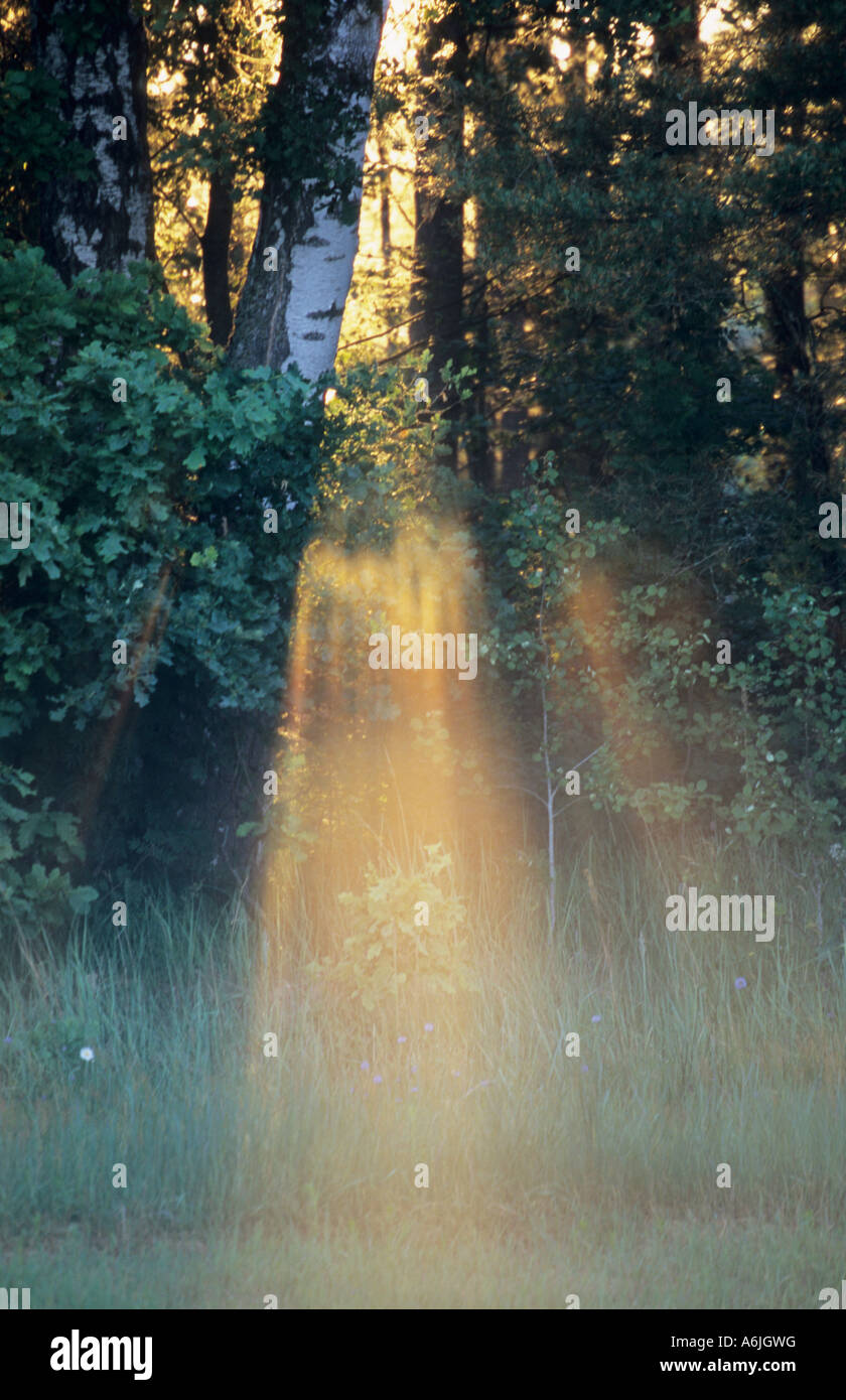 Sunlight diffraction in forest Stock Photo Alamy