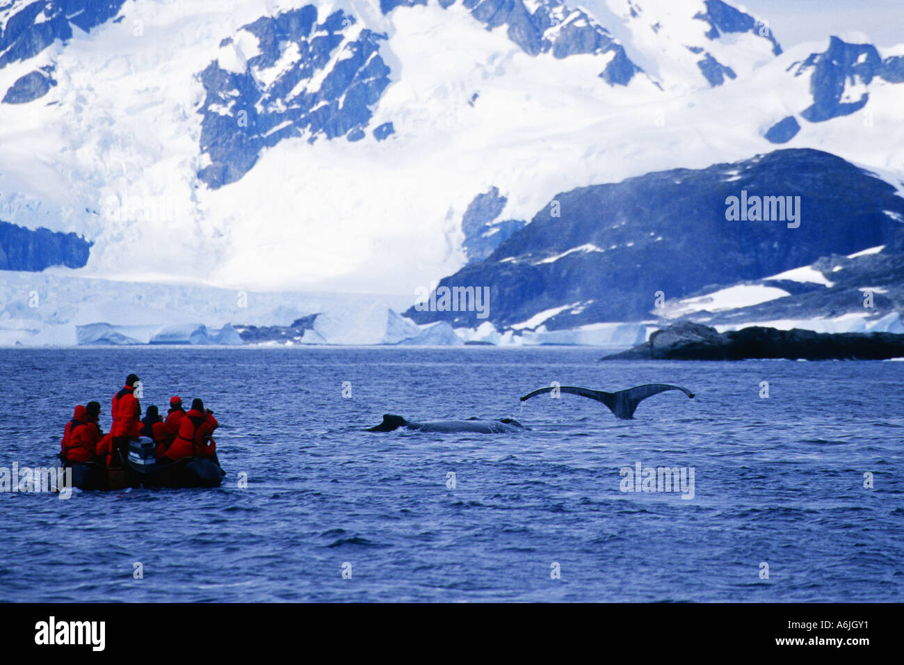 humpback whale (Megaptera novaeangliae), two animals surfacing near ...
