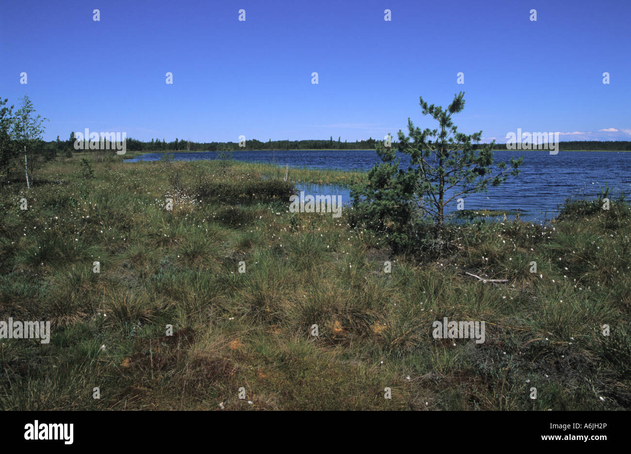 Marsh lake Stock Photo
