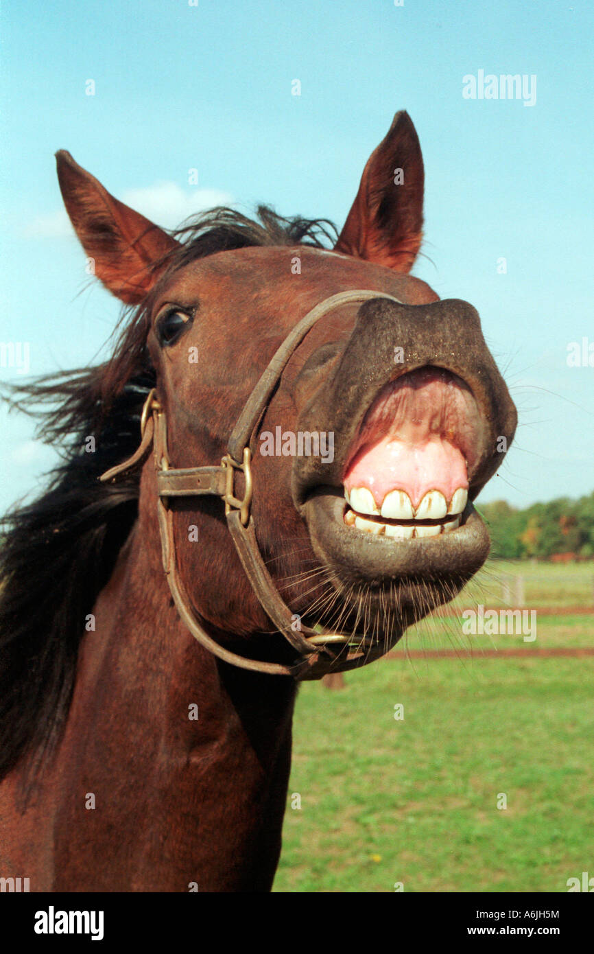 Horse neigh hi-res stock photography and images - Alamy