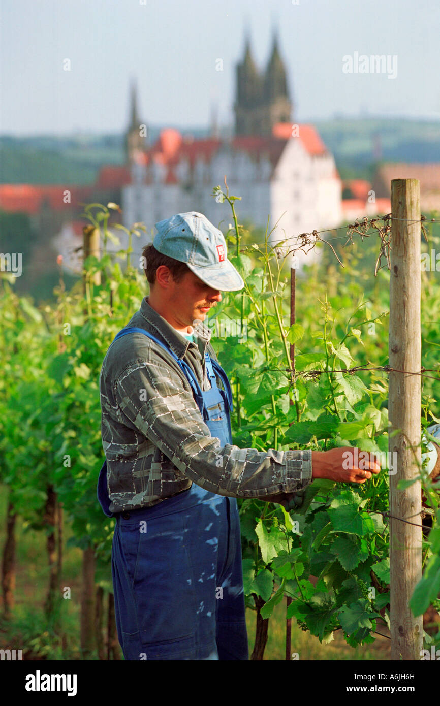 Worker at a vineyard cultivating grapevine, Germany Stock Photo