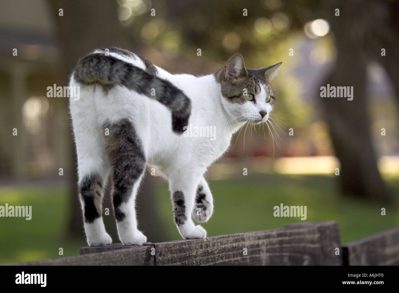 Cat balances on a fence Stock Photo - Alamy
