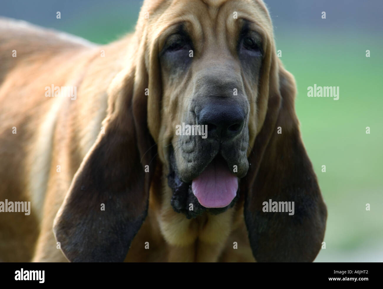 Blood hound dog hi-res stock photography and images - Alamy