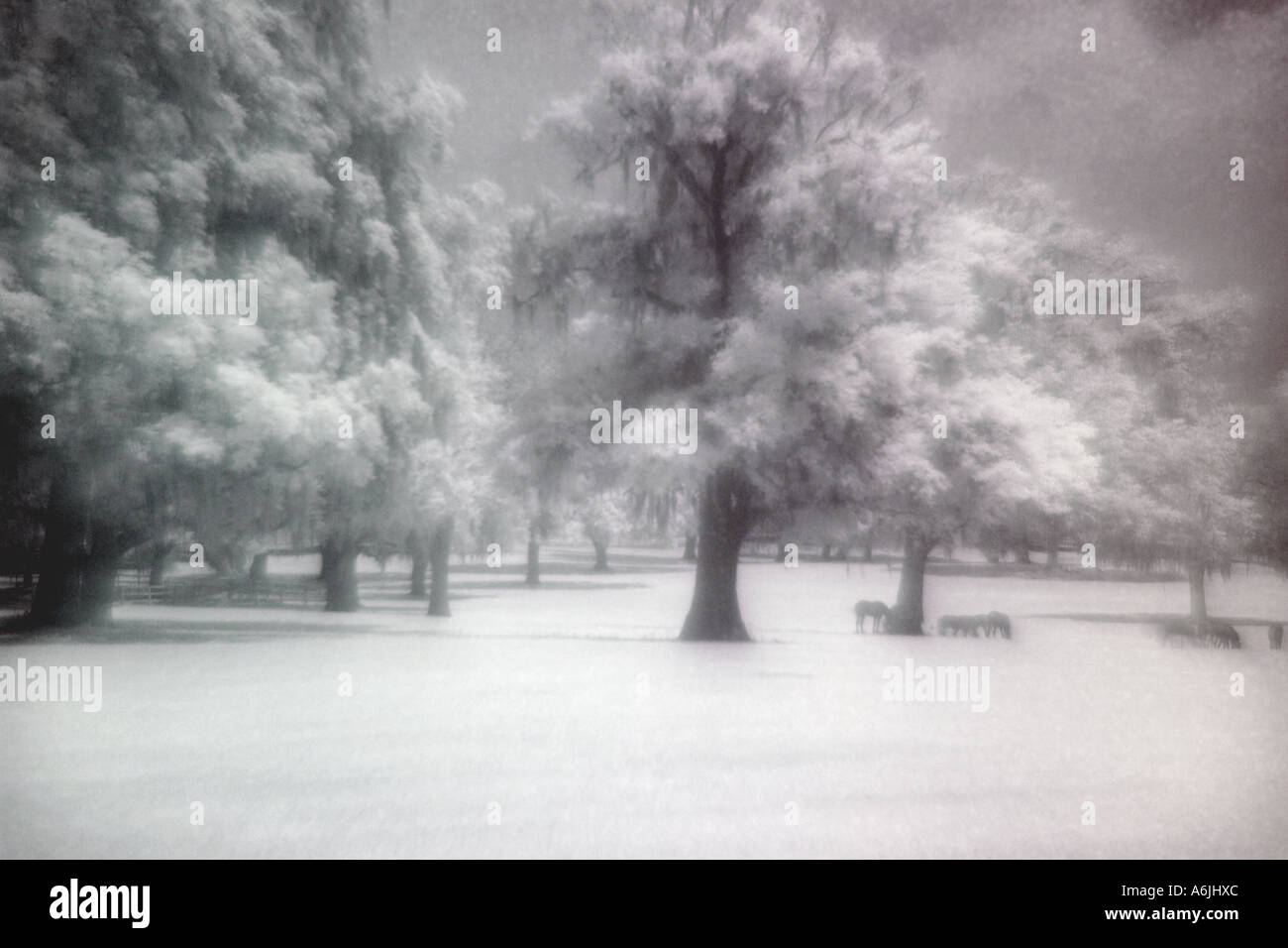 Ifrared exposure of thoroughbred horses under live oak trees Ocala Florida Stock Photo