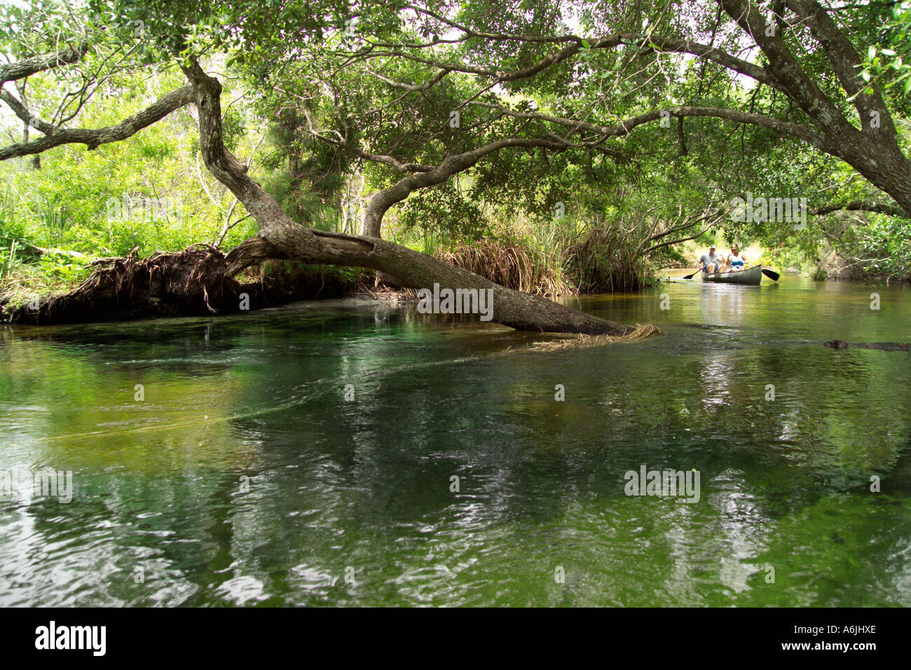 Canoers on Juniper Creek Juniper Springs Wilderness area Ocala National