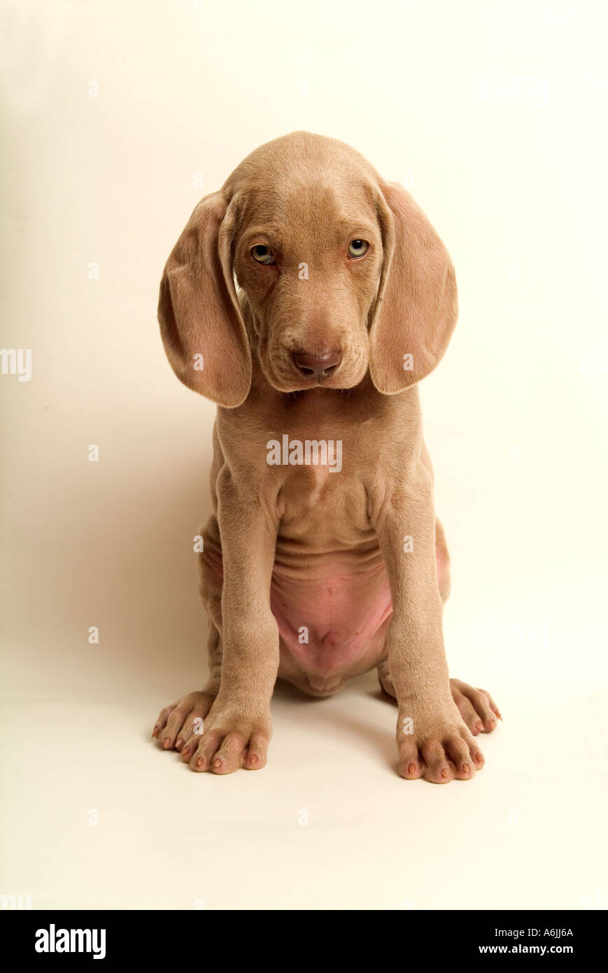Sad looking six week old Weimaraner puppy Stock Photo - Alamy