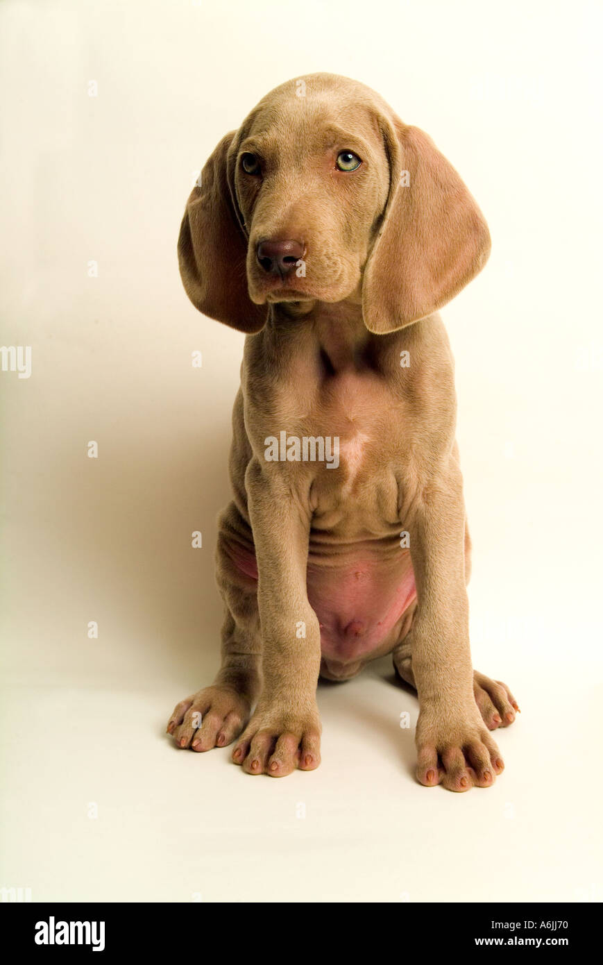 Six week old Weimaraner puppy Stock Photo
