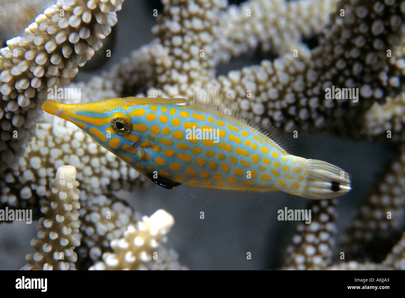 Longnose filefish Oxymonacanthus longirostris Pacific Ocean Indonesia Stock Photo