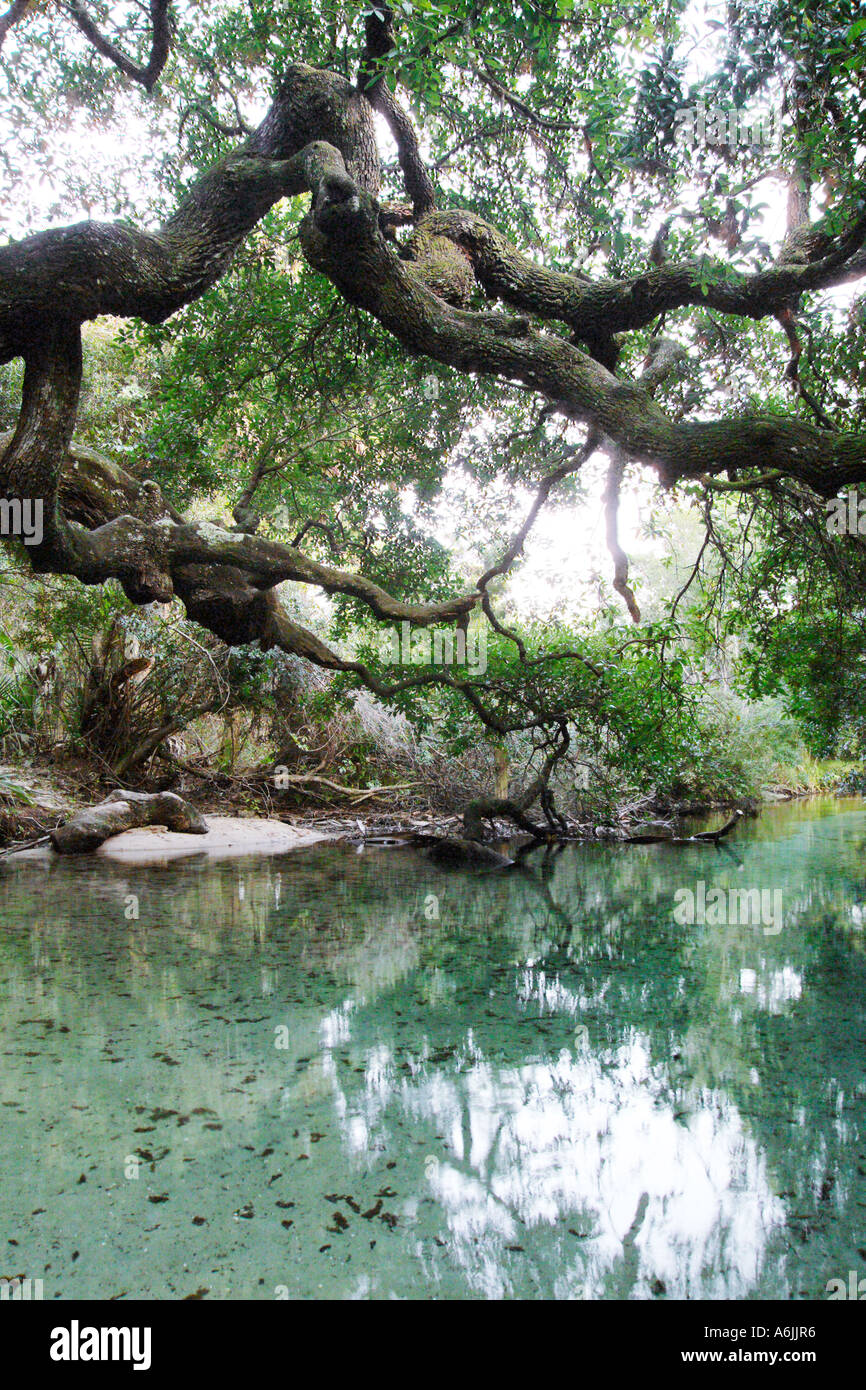 Oak Tree stretching over Sweetwater Spring Ocala National Forest FL