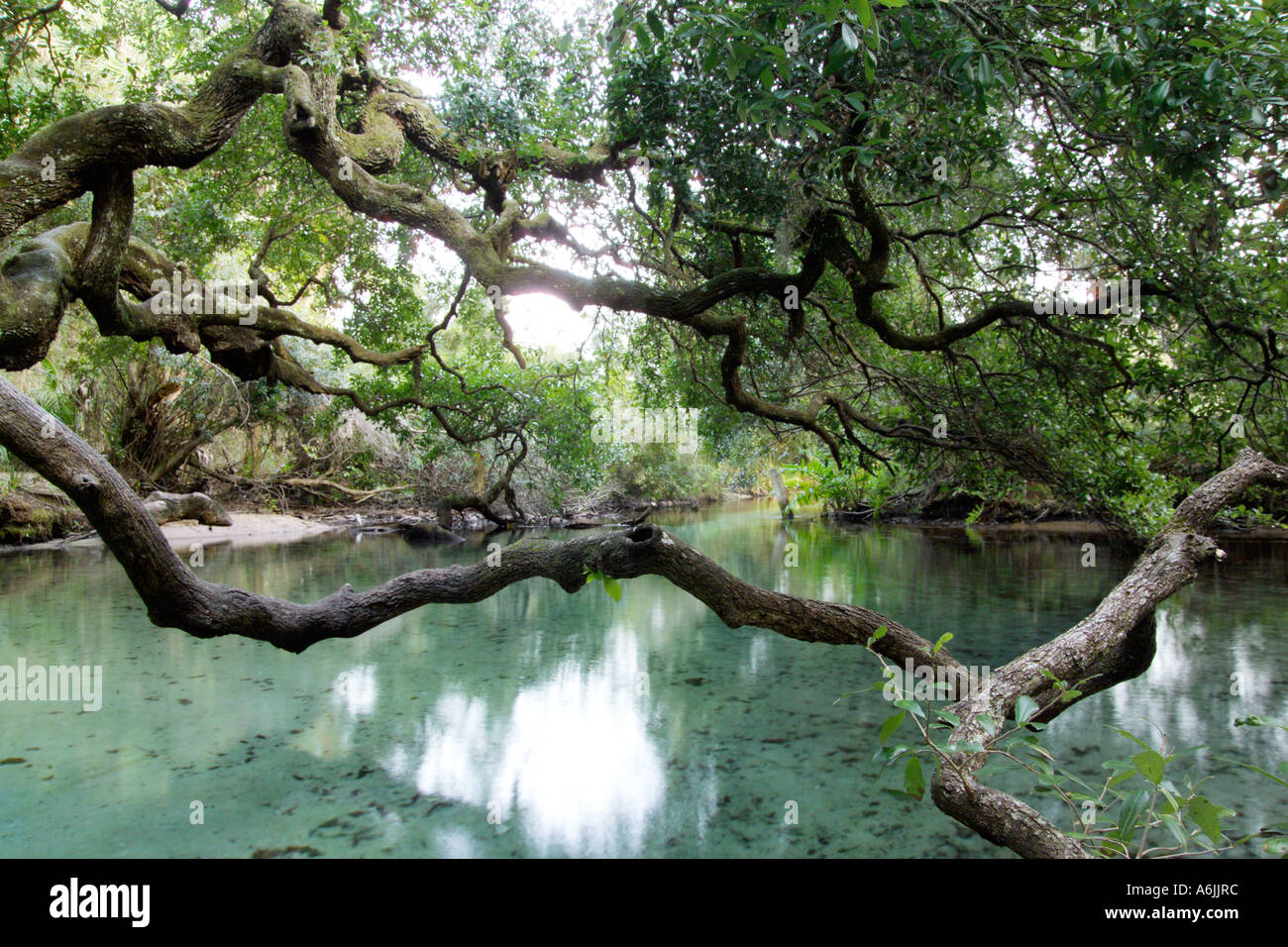 Oak Tree stretching over Sweetwater Spring Ocala National Forest FL Stock Photo