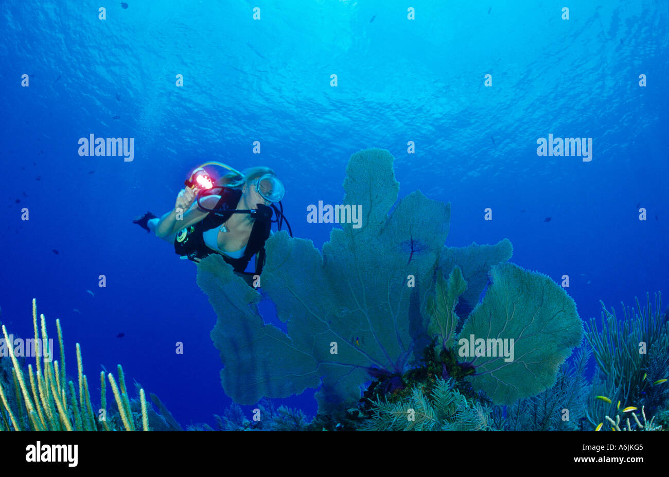 scuba diver on colorful Caribbean coral reef Stock Photo
