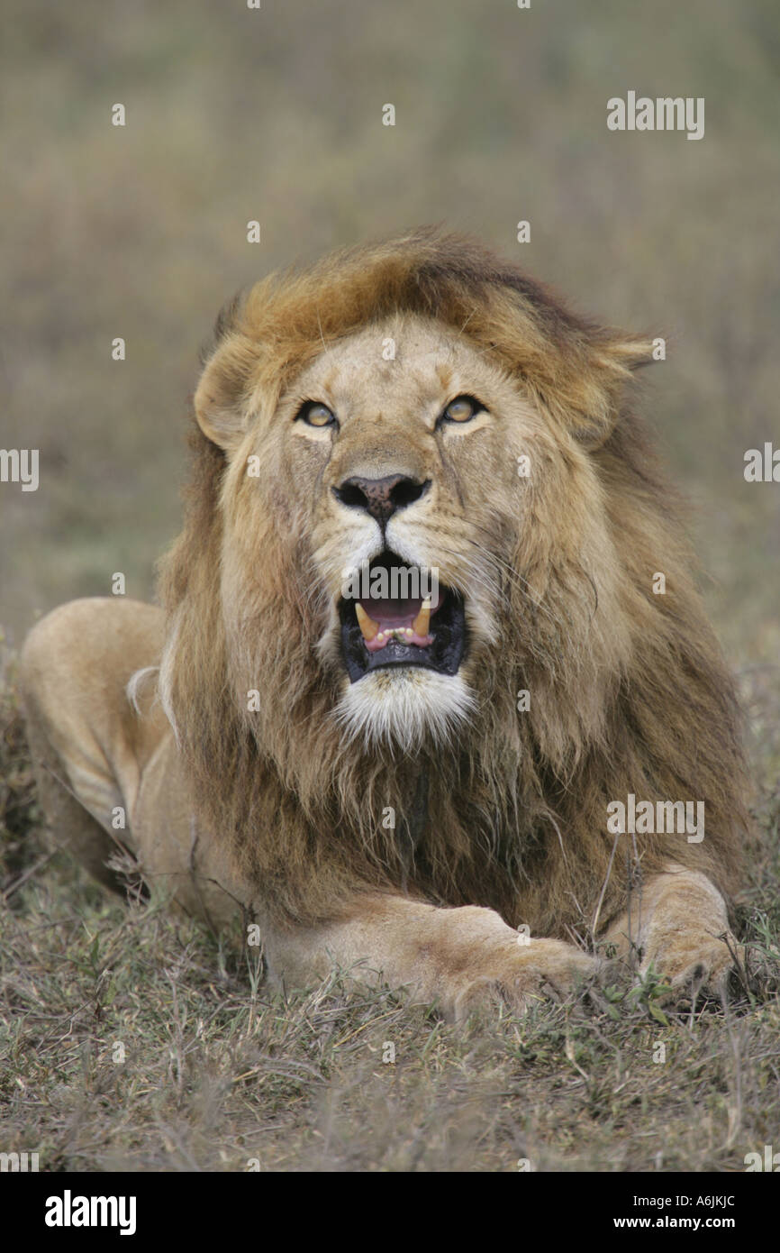 Male lion sitting up looking hi-res stock photography and images - Alamy