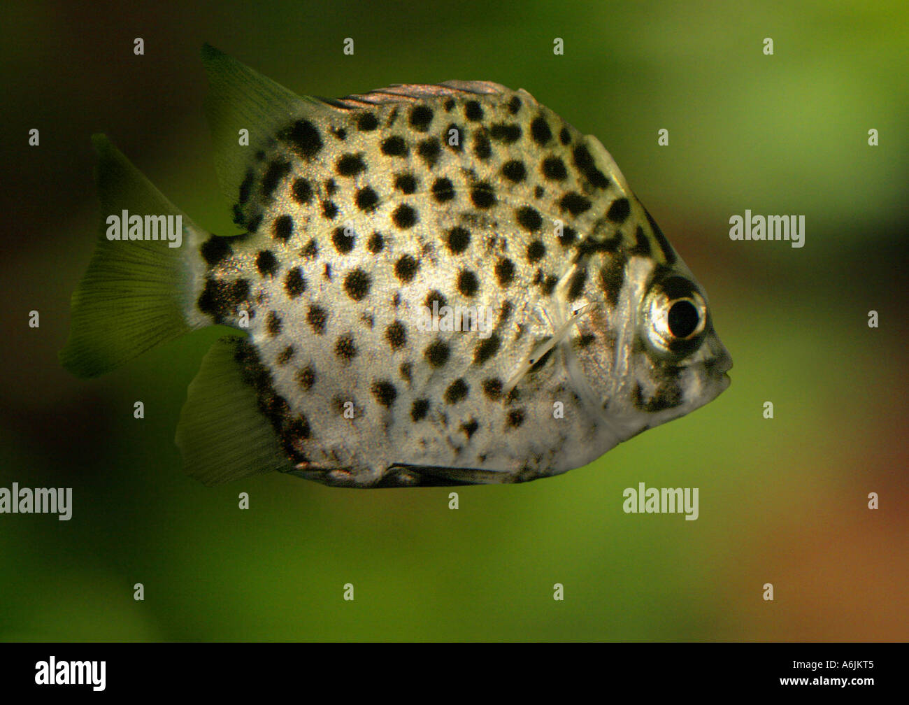 scat, argusfish, argus fish, spotted cat (Scatophagus argus argus) Stock Photo