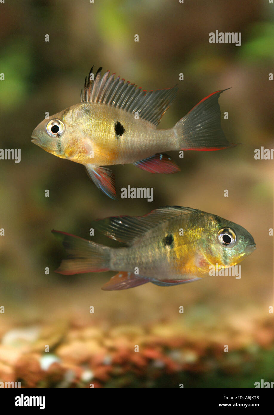 butterfly cichlids (Microgeophagus spec.), 2 animals swimming one upon the other Stock Photo
