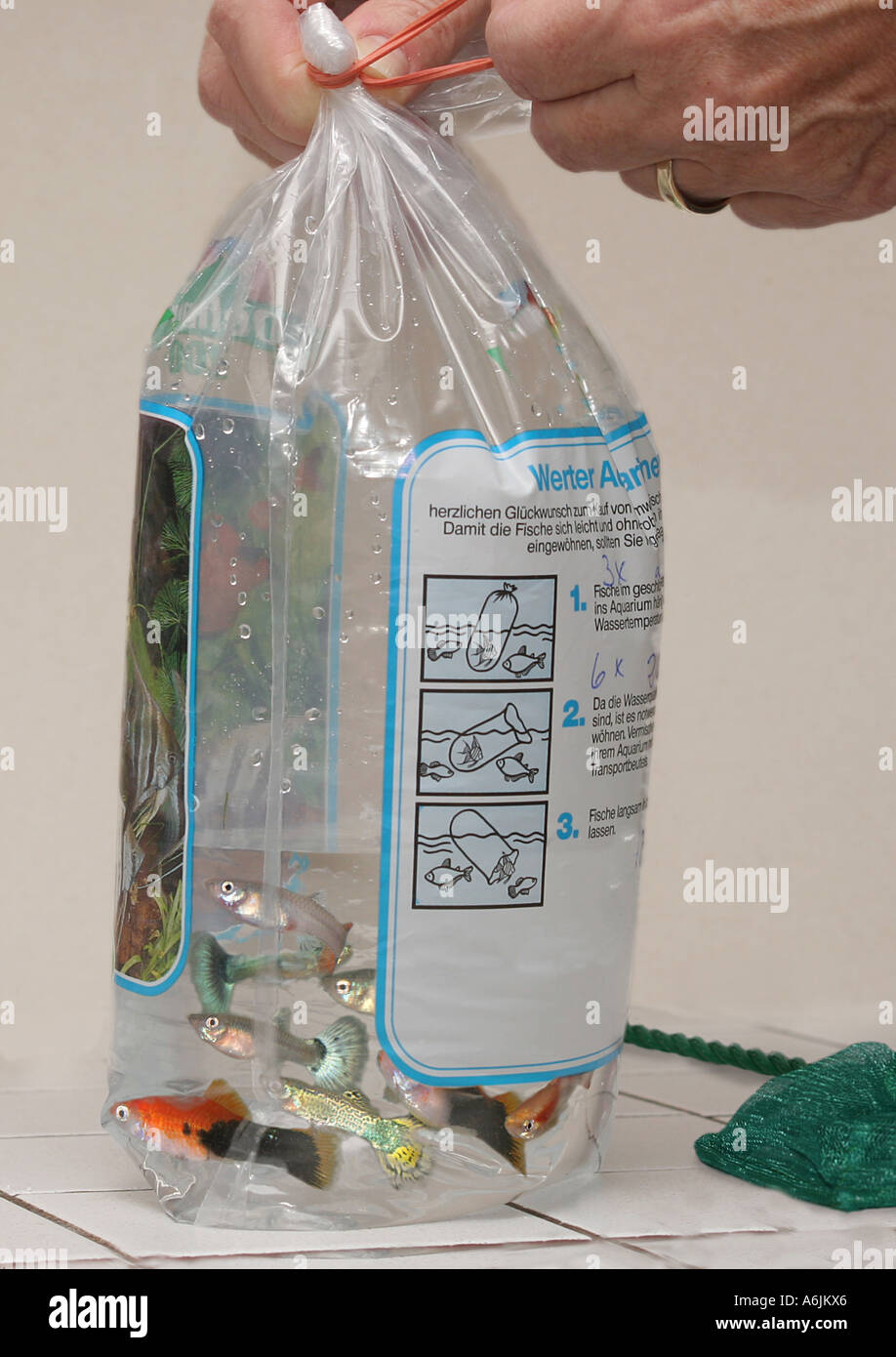 aquarium fishes packed into plastic bag Stock Photo Alamy