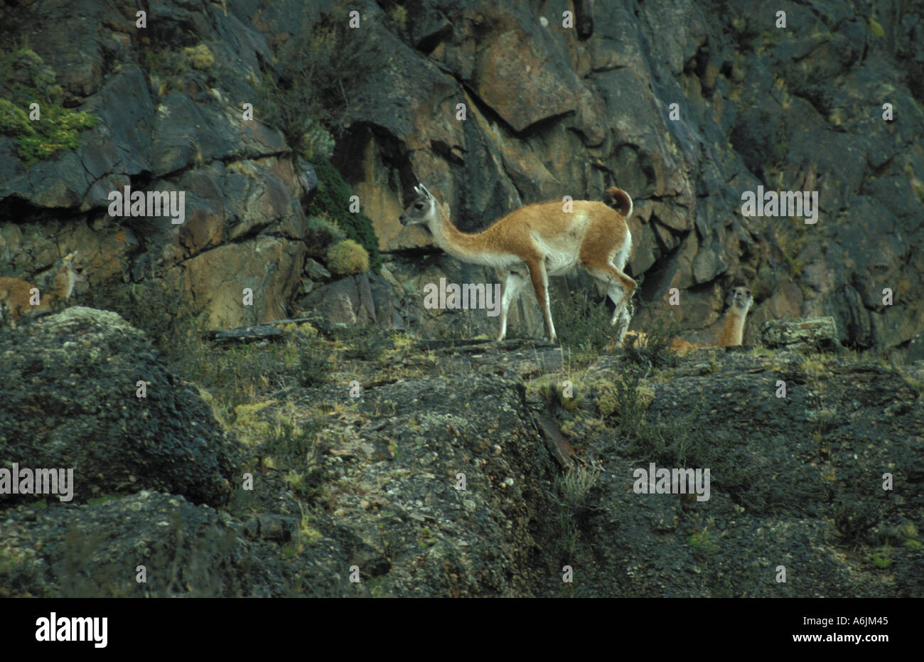 Chile Rocks Vicunas in rocks in Torre del Paine National park Chile Stock Photo - Alamy