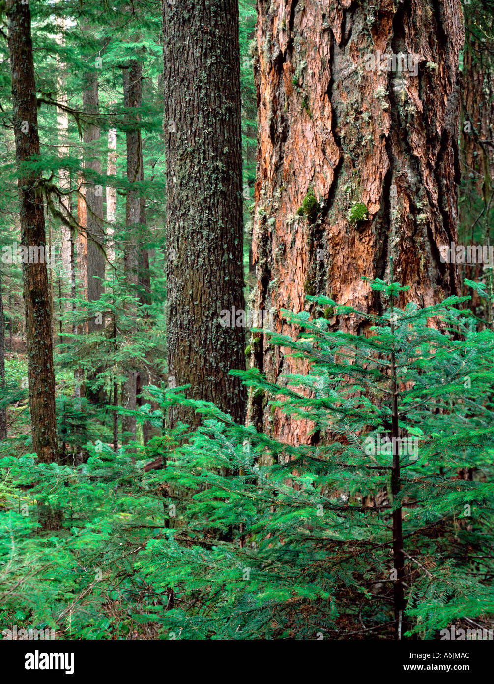 Gifford Pinchot National Forest WA Old growth Douglas Fir Western