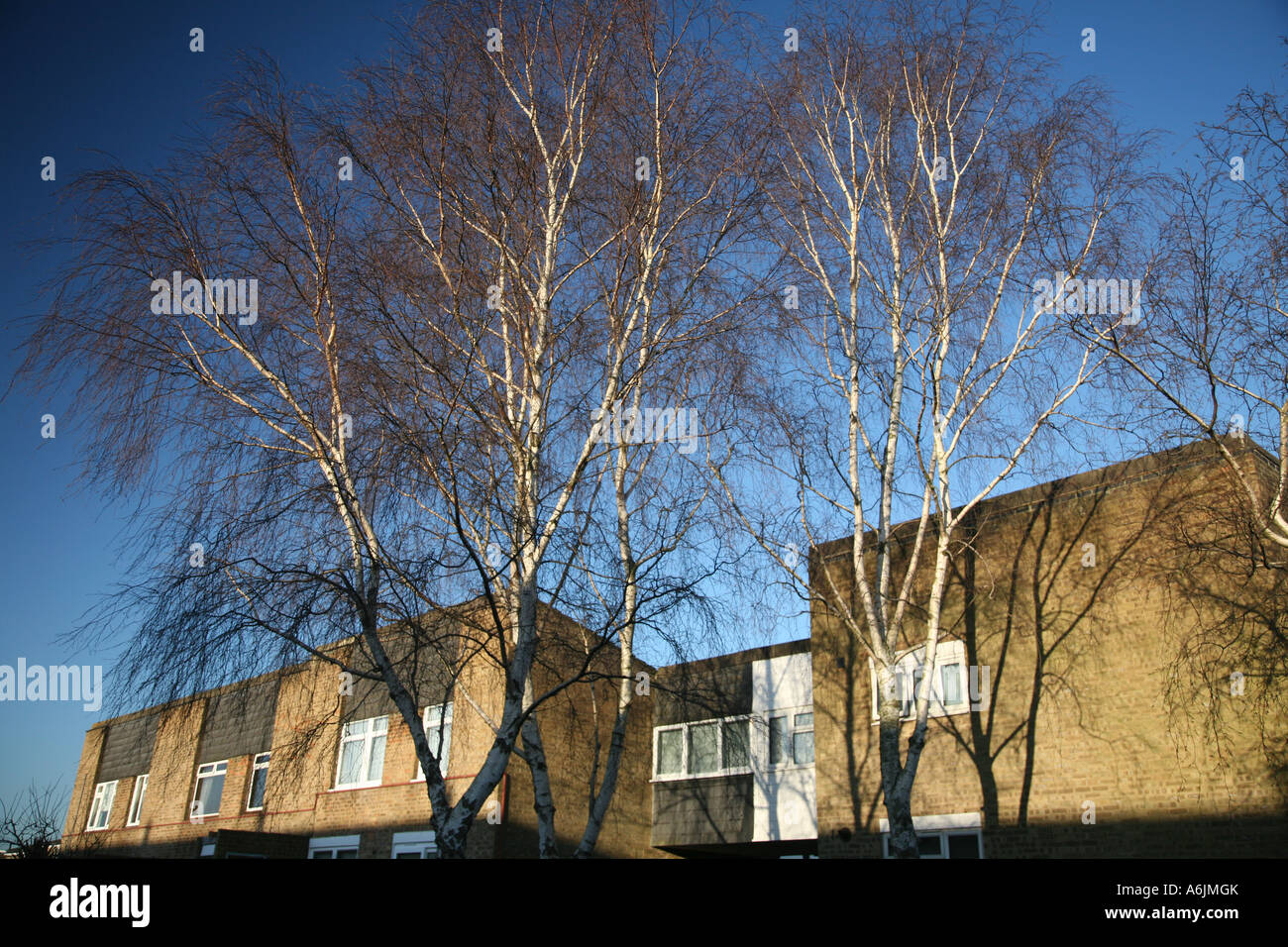moorfield housing estate in harlow, essex. with houses a tree and a