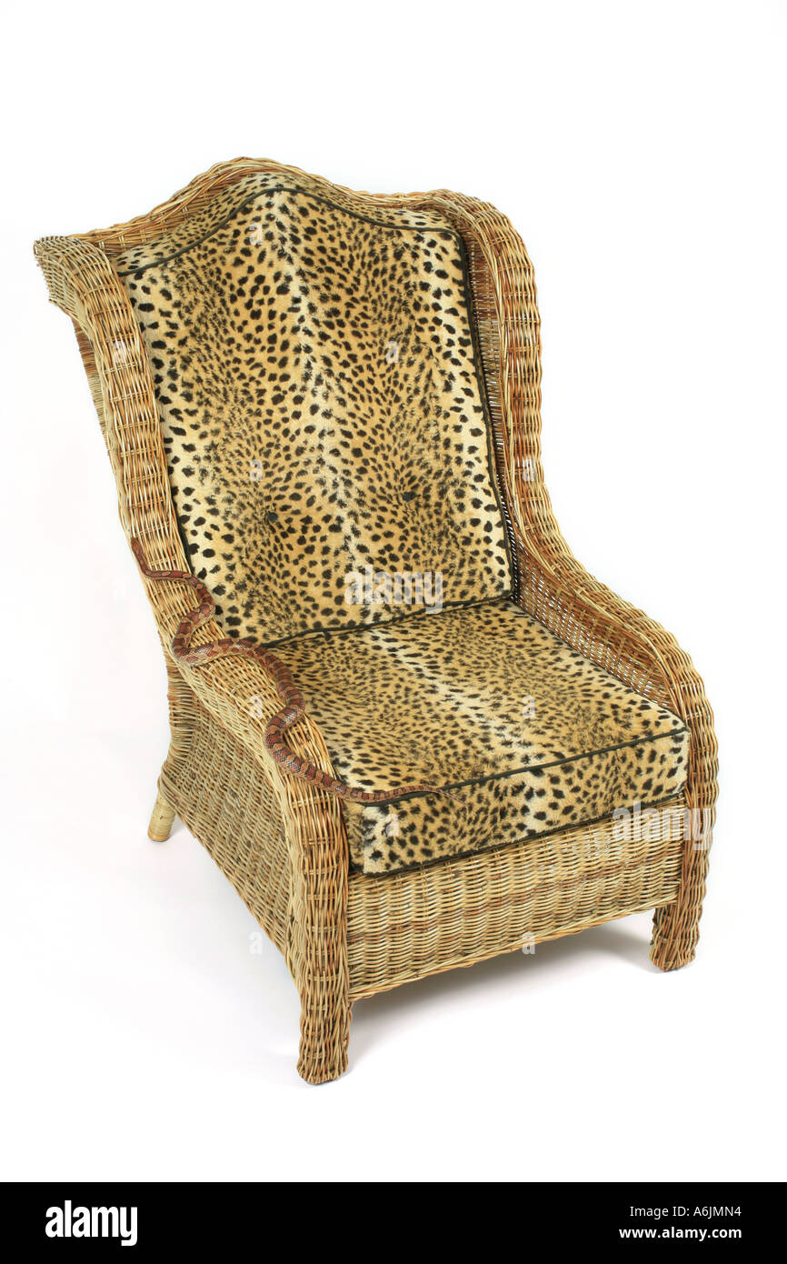 Snake on a chair hi res stock photography and images Alamy