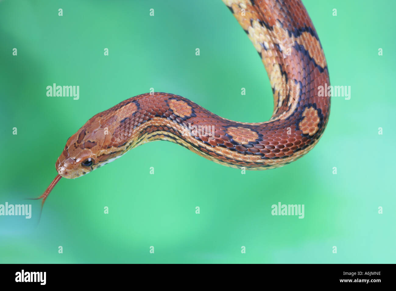 corn snake (Elaphe guttata Stock Photo Alamy